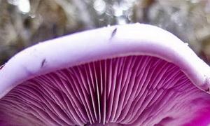 Из чего состоит грибной запах?