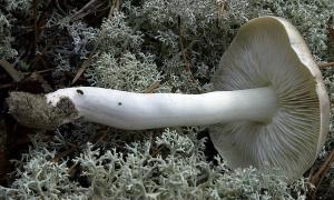 Рядовка серая (Tricholoma portentosum) Съедобные грибы беларуси рядовки